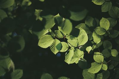 Close-up of insect on leaf