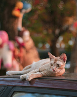 Portrait of cat sitting outdoors