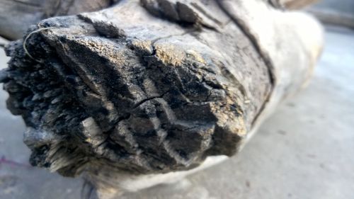 Close-up of shell growing on stone