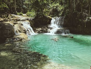 Scenic view of waterfall in forest