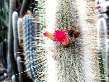 Close-up of red flower