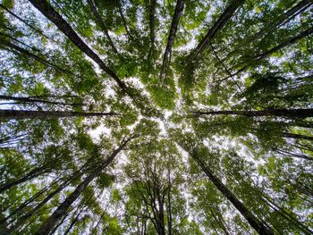 Low angle view of trees in forest