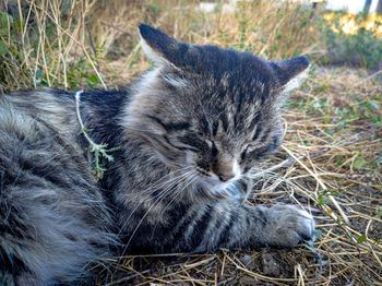 Close-up of a cat resting on field