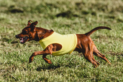 Dogs running on field