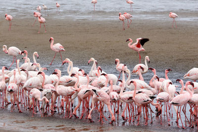 Flock of birds in lake