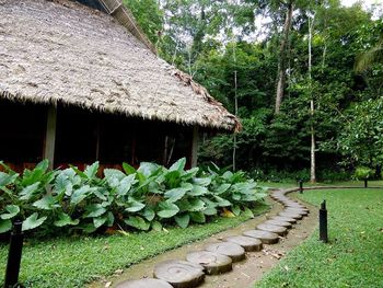 Footpath amidst plants and trees outside house