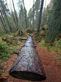 View of trees in forest