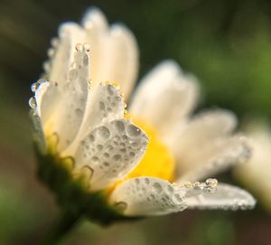 Close-up of dew drops on white daisy blooming outdoors