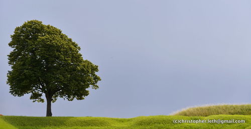 Trees on field against clear sky