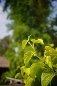 Close-up of green leaves on plant