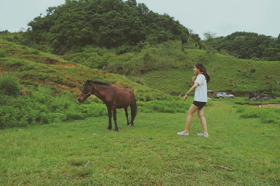 grass, animal themes, full length, domestic animals, standing, horse, green color, tree, field, one animal, mammal, grassy, lifestyles, walking, rear view, casual clothing, nature, side view