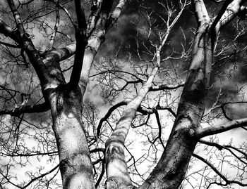 Low angle view of tree against sky