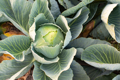 Cabbage field in the cabbage growing