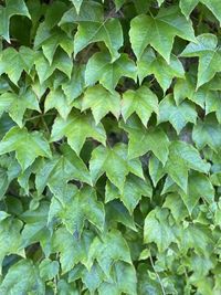 Full frame shot of green leaves