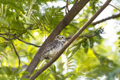 Little spotted owlet resting on the branch