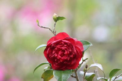 Close-up of red rose