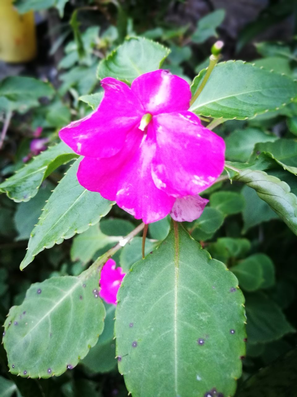 growth, leaf, freshness, nature, fragility, flower, beauty in nature, plant, petal, close-up, pink color, flower head, blooming, no people, wet, outdoors, green color, day, water