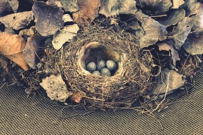 High angle view of bird in nest