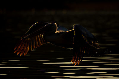 Close-up of bird flying over lake