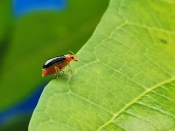 Close-up of insect on leaf