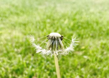 Close-up of dandelion on field