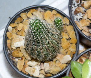 High angle view of succulent plant in bowl
