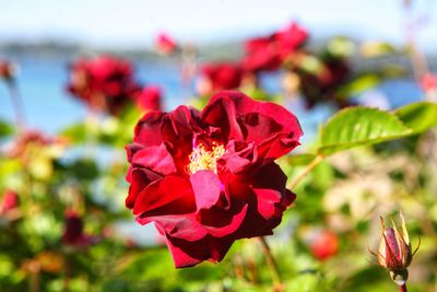 Close-up of red flowering plant