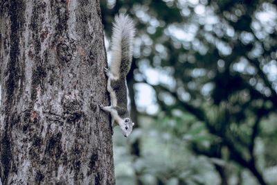 Close-up of squirrel on tree trunk