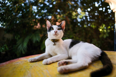 Close-up of cat