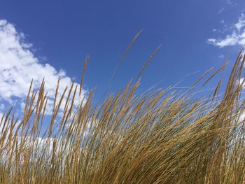 Close-up of wheat growing on field against blue sky