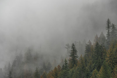 Pine trees in forest against sky