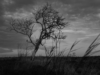 Tree in field against sky