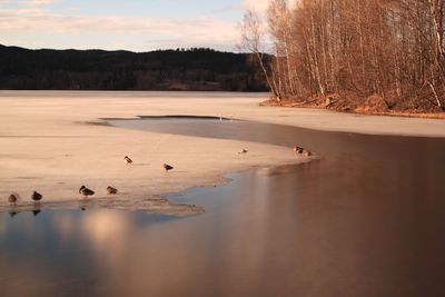 Landscape with a frozen lake - eiksmarka, bogstadvannet 