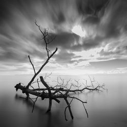 Bare tree against sky