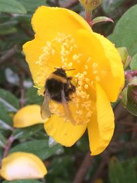 Close-up of bee on yellow flower