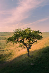 Lone tree at sycamore gap 