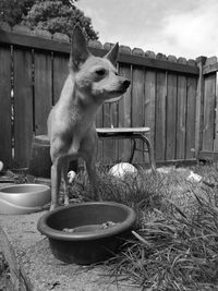 Dog looking away while sitting in yard