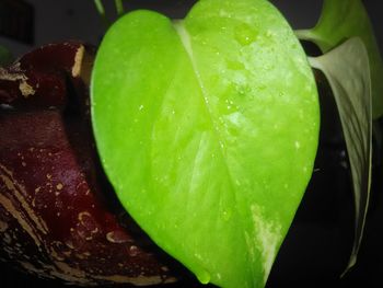 Close-up of green leaf