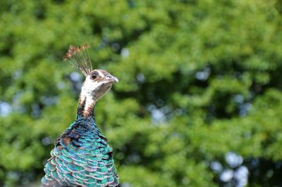 Close-up of peacock