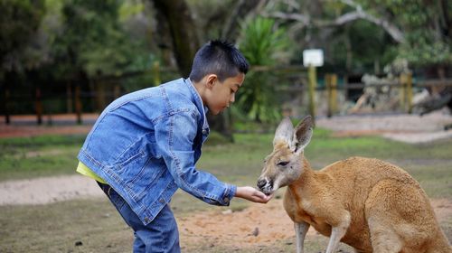 Side view of boy feeding kangaroo at zoo