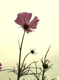 Low angle view of flower against sky