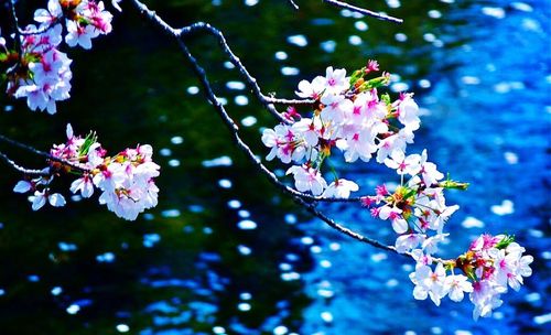 Low angle view of pink flowers blooming on tree