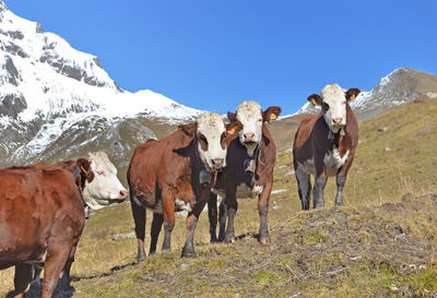 Alpine brown and white cows in mountain pasture under blue sky