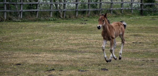 Horse standing in a field