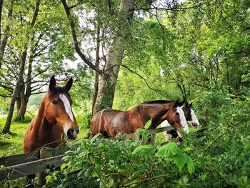 View of a horse on tree