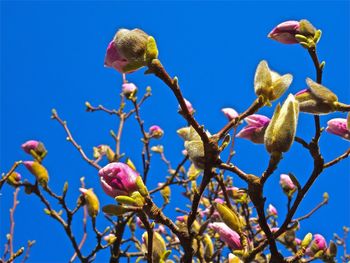 Low angle view of flowers against blue sky