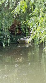 Close-up of plants in lake