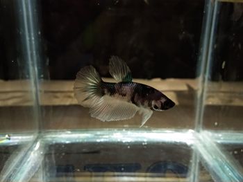 View of fish swimming in aquarium