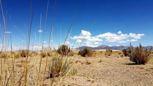 Panoramic view of landscape against blue sky