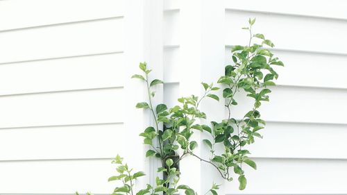 Close-up of ivy growing on wall